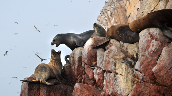 Isole Ballestas