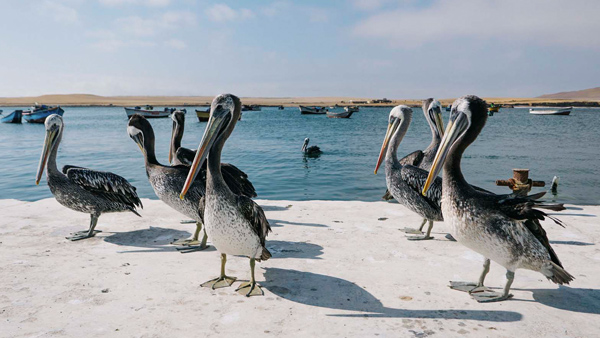 Ballestas Islands