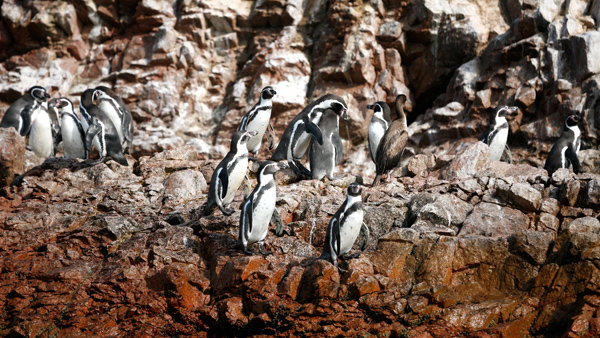 Ballestas Islands