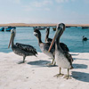 Isole Ballestas