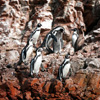 Isole Ballestas