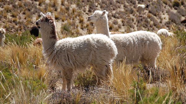 Reserva de Aguada Blanca