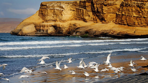 Reserva de Paracas