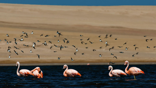 Reserva de Paracas